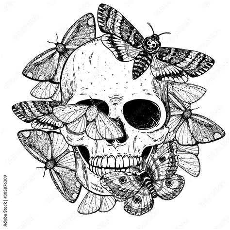skull and butterflies hand drawn sketch illustration tattoo vintage print butterfly and skull