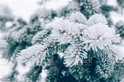 Winter Frost Christmas Evergreen Tree Background Ice Covered Blue