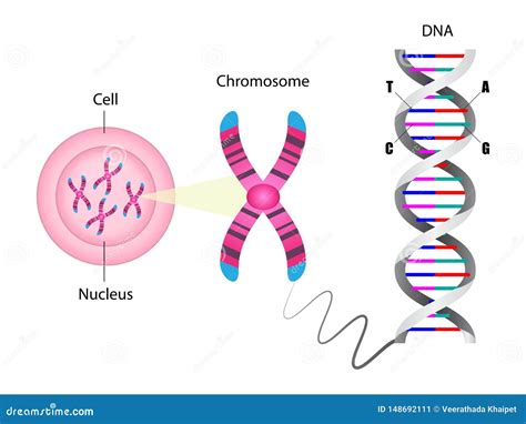 Diagrama De La Estructura Del Cromosoma Y Del Adn Ilustraci N Del