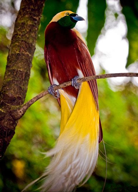 Funny World Most Beautiful Birds Of The World