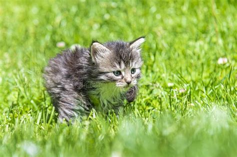 Kitten In The Green Grass Stock Image Image Of Loving 184679957