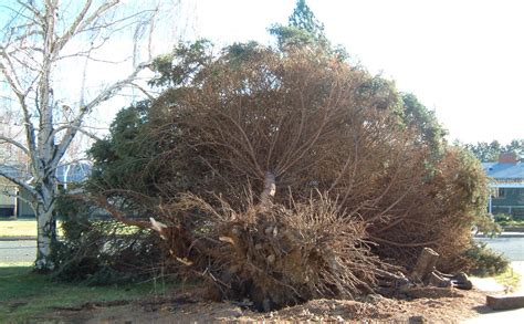 Blue Spruce Roots Dec 16 2006 Wind Storm Blew Down This Flickr