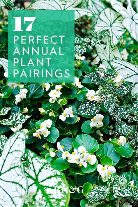 17 Of The Best Annual Plant Pairings For Summer Long Color In 2021