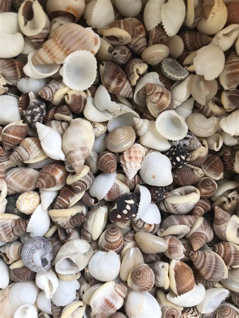 100 Mixed Seashells Tiny Mini Sea Shells Craft Wedding Beach Etsy Uk