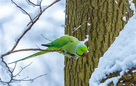 Wild Parakeets In The Uk Exotic Delights Or A Potential Problem