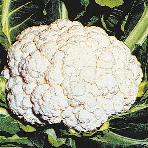 Snow Crown Cauliflower Plant Addicts