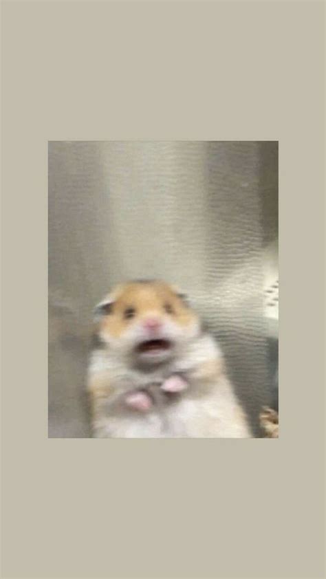 Hamster Meme Wallpapers Top Free Hamster Meme Backgrounds Wallpaperaccess