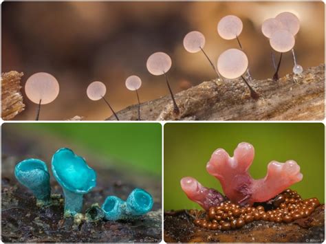 These Amazing Micro Fungi That Are Smaller Than A Grain Of Rice R