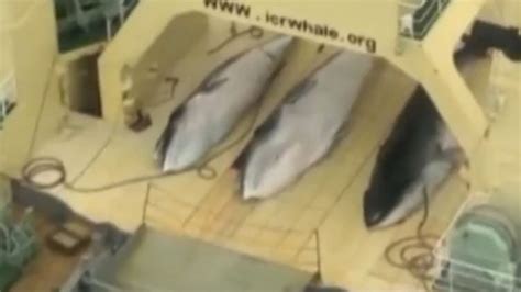 Japanese Scientific Whalers Filmed By Activists Sea Shepherd Near New