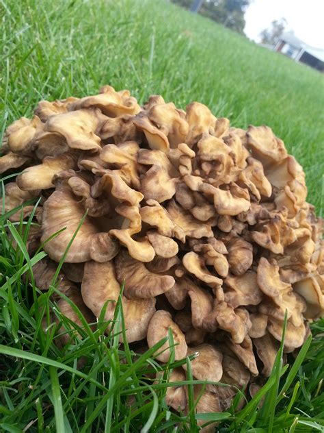 These Mushrooms Grew Overnight In My Yard Mildlyinteresting