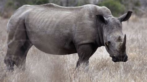 South Africa Rhino Poaching More Killed Than Ever Bbc News