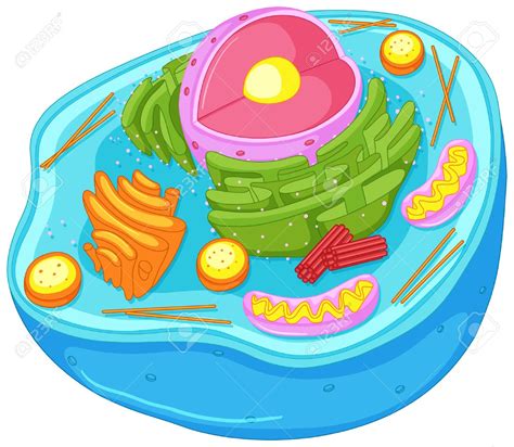 Animal Cell Clipart 1 Clipart Station