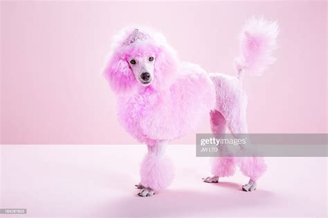 Miniature Pink Poodle Pink Poodlestudio High Res Stock Photo Getty Images