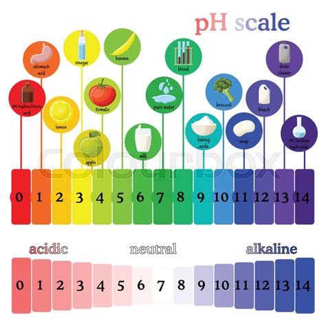 Ph Scale Diagram With Corresponding Stock Vector Colourbox