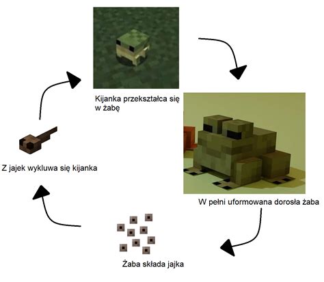 Frog Life Cycle Portrayed By Minecraft By Antonek7 On Deviantart