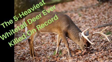 The 5 Heaviest Whitetail Deer Ever Killed On Record Feathernett