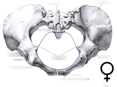 Pelvis Female Inferior View Diagram Quizlet