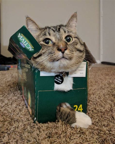 If I Fits I Sits The Strict And Adorable Code Of Cat 62 Cute Pictures