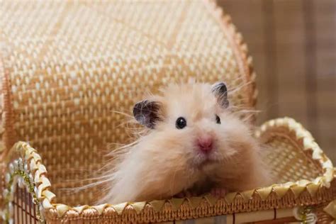 Teddy Bear Hamsters 21 Amazing Hamster Facts Hutch And Cage