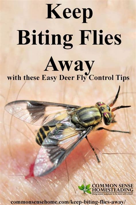 Deer Fly Control And Deterrent Tips To Keep Biting Flies Away