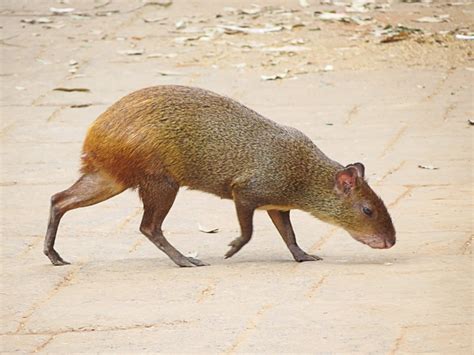 Agouti And Paca Facts Interesting Rodents Of South America Pethelpful