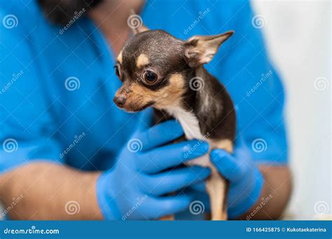 Professional Veterinary Examination Of A Small Dog Of The Chihuahua