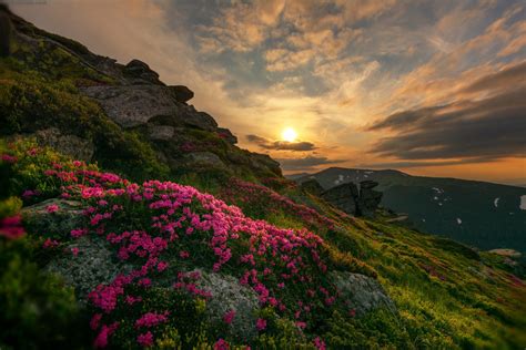 Mountainside Flowers At Sunset Image Abyss