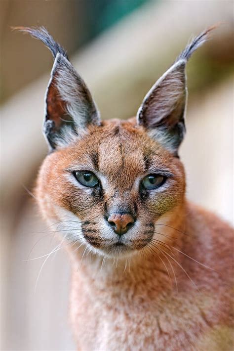 Le Caracal Le Lynx Du Désert