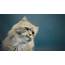 Cute Kitten 4K Wallpaper  HD Wallpapers