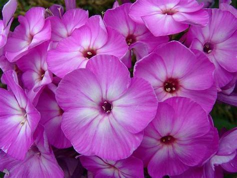 Phlox Volcano Purple By Tesselaarusa Via Flickr Phlox Flowers