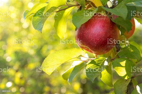 Red Apples On A Tree Stock Photo Download Image Now Apple Fruit