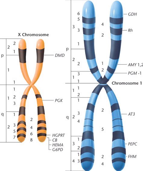 Chromosomex1html 0524 Chromosomex1