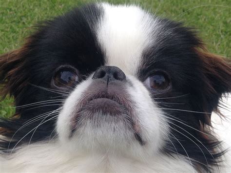 Pin By Flower Legeza On Japanchin Cute Animals Japanese Chin Puppies