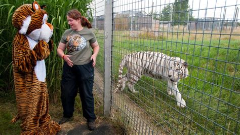 Cambridgeshire Zoo Where Tiger Mauled Keeper Was Told To Improve