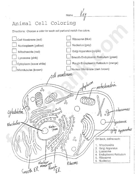 Animal Cell Labeled With Numbers Printable Animal Cell Diagram
