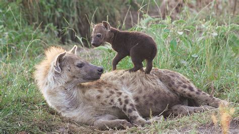 The Dominant Gender Female Hyenas Hyaenidae