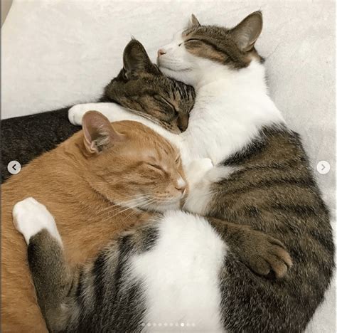 These Adorable Cats Not Only Love To Nap Together But Take Selfies Cute Cats Cat Cuddle