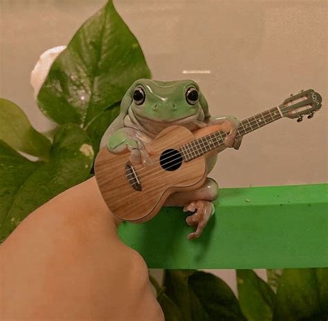 Froggo Playing Guitar 🐸 Pet Frogs Cute Animals Frog Pictures