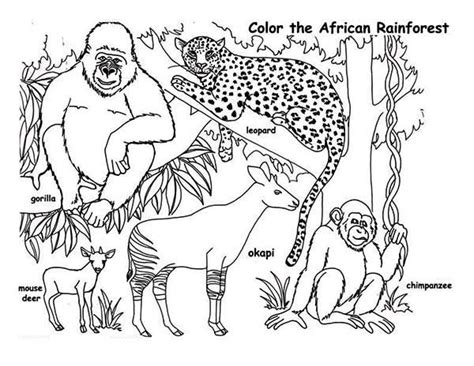 African Rainforest Animals Coloring Page Download And Print Online
