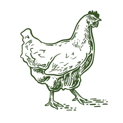 Polish Chicken Breed Appearance Temperament And More Tractor Supply