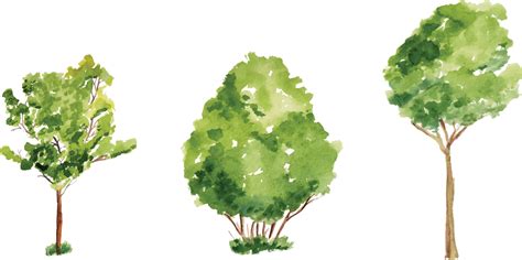 Vector Hand Drawn Tree Watercolor Illustration On White Background