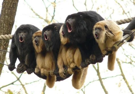 Howler Monkeys Have A Rough Life Siowfa15 Science In Our World