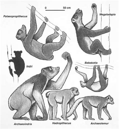4 Some Subfossil Lemur Download Scientific Diagram
