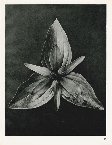 From Karl Blossfeldt Photography Prints