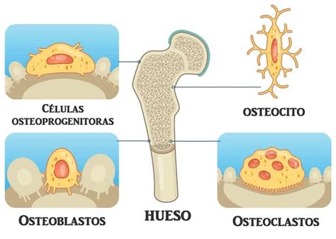 Células óseas Tipos De Celulas