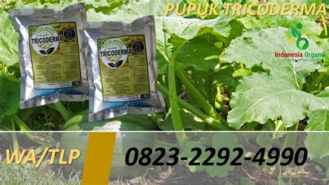 Anfush adalah agen hayati yg berbahan aktip jamur tricodherma sp dan gliocladium sp, yg berguna bagi tanaman, berikut manfaat anfush bagi tanaman. TERBARU!! 0823*2292*4990. DISTRIBUTOR pupuk tricoderma sayur kol Lampung Selatan, JUAL pupuk ...
