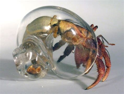 Designer Robert Dugrenier Makes Hand Blown Glass Shells For Hermit Crabs