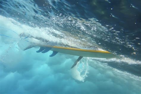 Low Angle Cropped Image Of Male Tourist Surfing Underwater In Sea