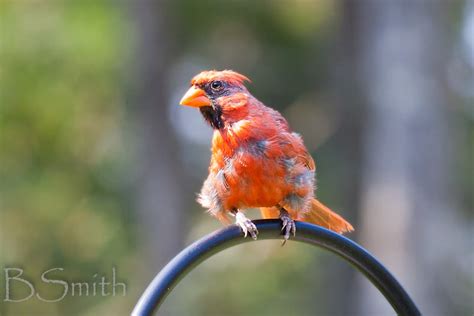 Molting Cardinal By Ben Smith Photo 5273694 500px