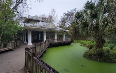 Jan 2022 Wild Florida American Alligator Exhibit Zoochat